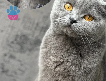 Scotish kızıma eş arıyorum