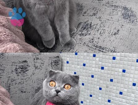 Scotish kızıma eş arıyorum