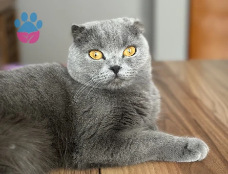 Scotish kızıma eş arıyorum