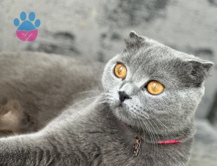 Scotish kızıma eş arıyorum