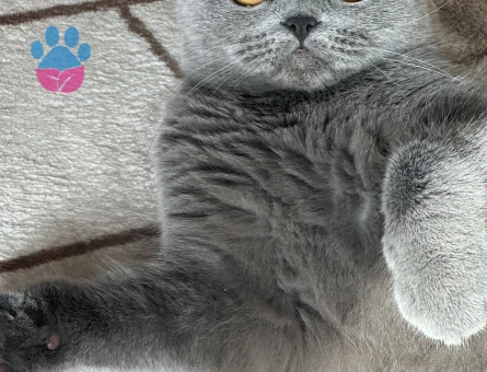 Scotish kızıma eş arıyorum