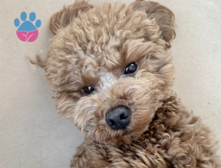 4 kg ERKEK TOY POODLE Kızgınlıkta