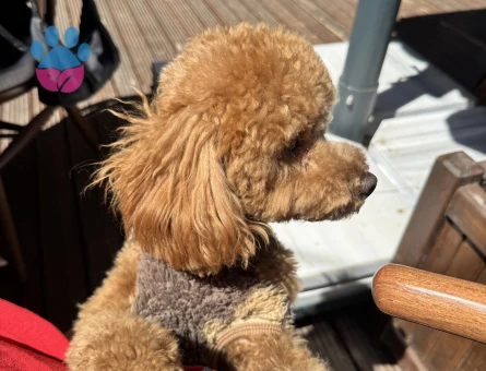 4 kg ERKEK TOY POODLE Kızgınlıkta