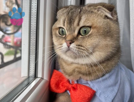 Şecereli Scottishn Fold Aslan Oğluma Eş Arıyoruz
