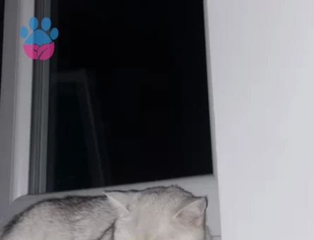 British Shorthair Alizede için erkek kedi