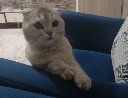 Scottish Fold 1 Yaşında Dişi - 118969500