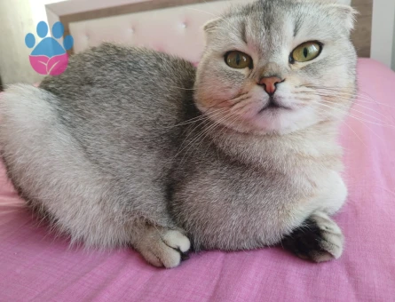 Scottish Fold 1 Yaşında Dişi