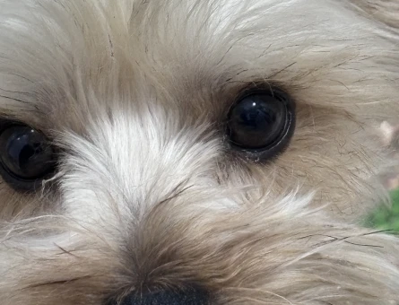 Yorkshire Terrier 2 Yaşında Eş Arıyor - 118969501