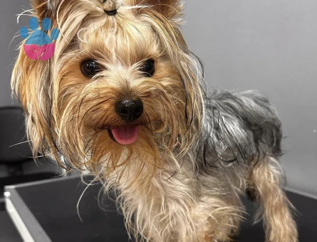 Yorkshire Terrier 2 Yaşında Eş Arıyor