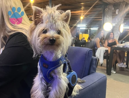 Yorkshire Terrier 2 Yaşında Eş Arıyor