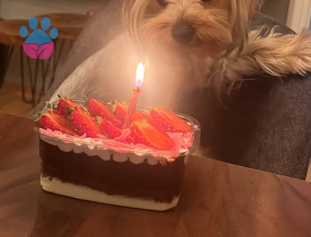 Yorkshire Terrier 2 Yaşında Eş Arıyor