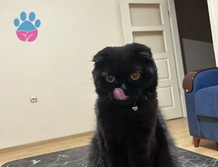 Dişi kızıma eş arıyorum