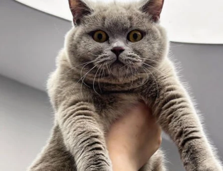 British Shorthair 1 Yaşında Eş Arıyor - 118969508