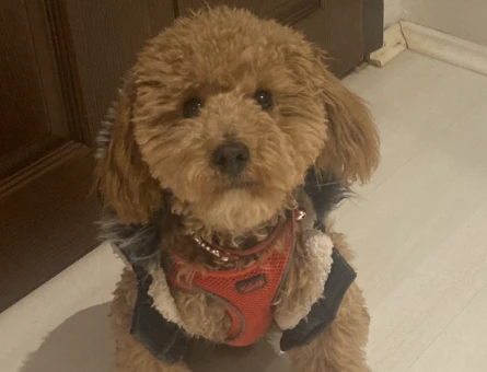 Toy Poddle Oğluma Eş Arıyoruz. - 118977655