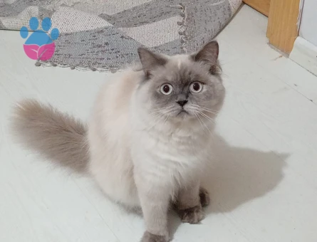 Hanım kızımıza eş arıyorum