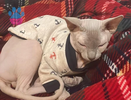 Sfenks eş arıyorum