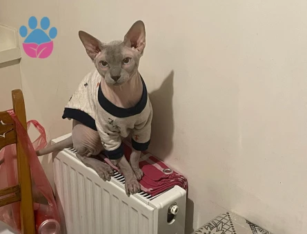 Sfenks eş arıyorum