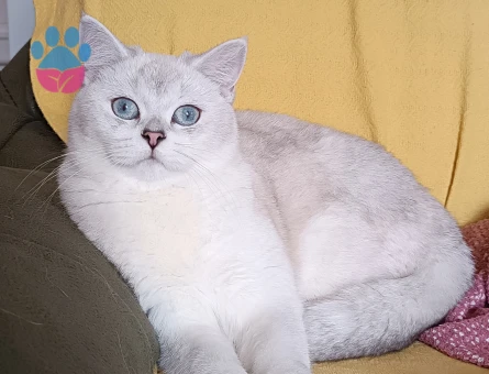Damat arıyoruz