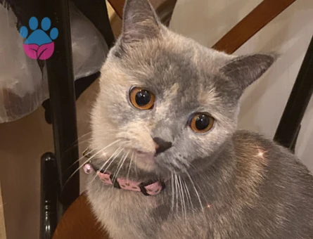 British Shorthair Kızımıza  eş arıyoruz - 118984082