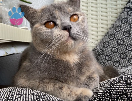 British Shorthair Kızımıza  eş arıyoruz