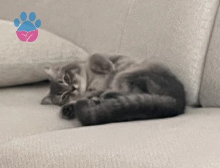 9 Aylık British Shorthair Dişi Kedim Eş Arıyor - 118984083