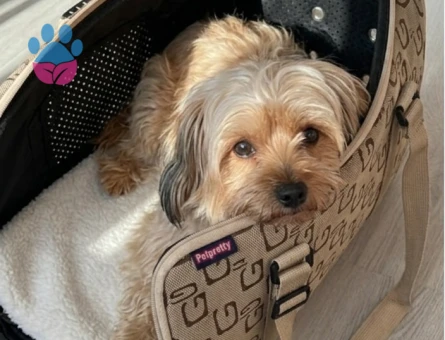 Maltese Terrier 1 Yaşında Dişi Kızgınlıkta - 118984087