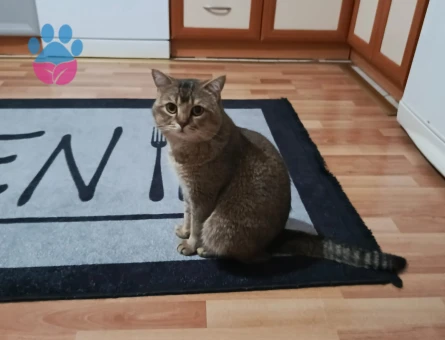 Britiah Shorthair Erkek 2 yaşında eş arıyoruz - 118984088
