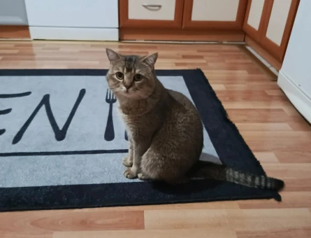 Britiah Shorthair Erkek 2 yaşında eş arıyoruz - 118984088