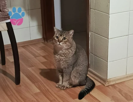Britiah Shorthair Erkek 2 yaşında eş arıyoruz