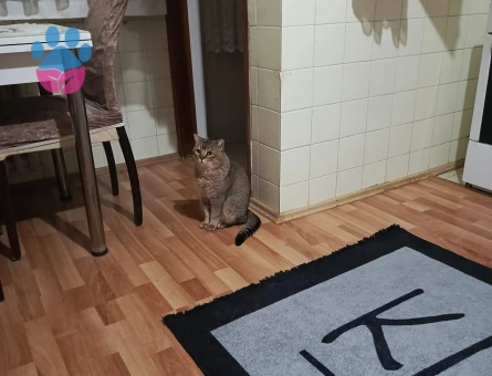 Britiah Shorthair Erkek 2 yaşında eş arıyoruz
