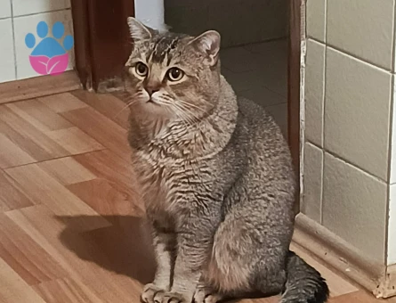 Britiah Shorthair Erkek 2 yaşında eş arıyoruz