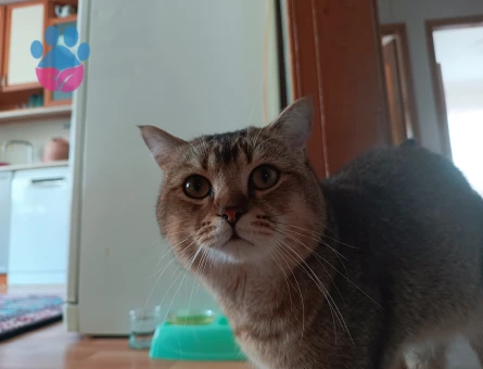 Britiah Shorthair Erkek 2 yaşında eş arıyoruz