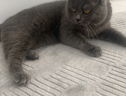 British Shorthair 1,5 Yaşında Eş Arıyor - 118970153