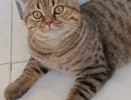 1,5 Yaşında Erkek British Shorthair - 118970168