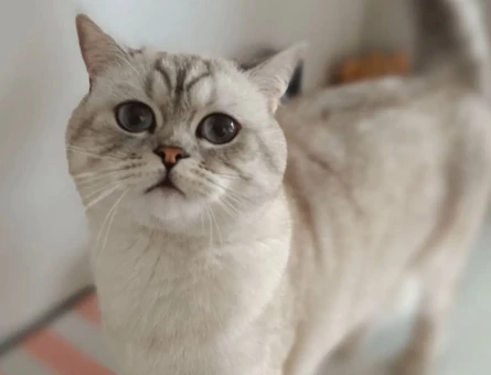 British shorthair kızıma eş arıyorum - 118970180