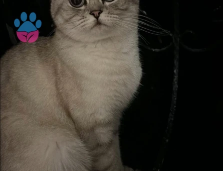 British shorthair kızıma eş arıyorum
