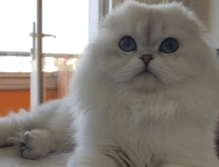 Scottish Fold kedime Eş Arıyorum 1,5 Yaşında - 118970181