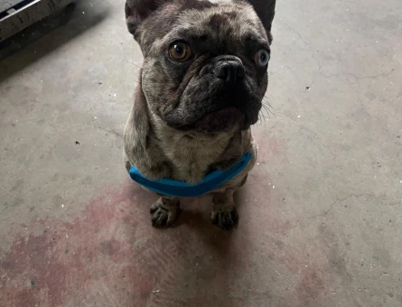 French bulldog 1 Yaşında Eş Arıyor - 118970183