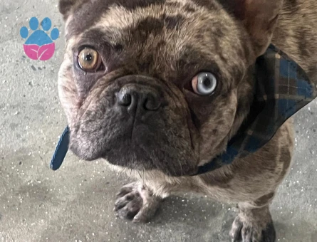 French bulldog 1 Yaşında Eş Arıyor