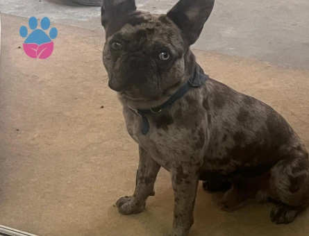 French bulldog 1 Yaşında Eş Arıyor