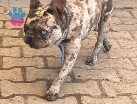 French bulldog 1 Yaşında Eş Arıyor