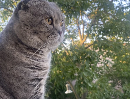 Scottish Fold 1 Yaşında Eş Arıyor - 118970185