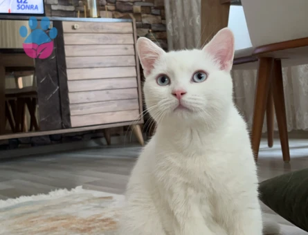 British oğluma eş arıyoruz