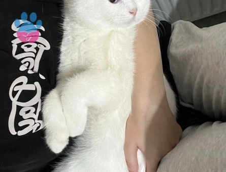 British oğluma eş arıyoruz