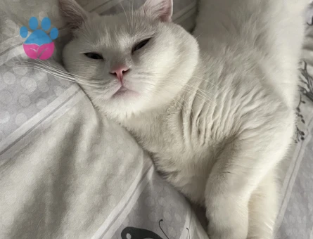 British oğluma eş arıyoruz