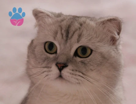 Hünkara dişi eş arıyorum