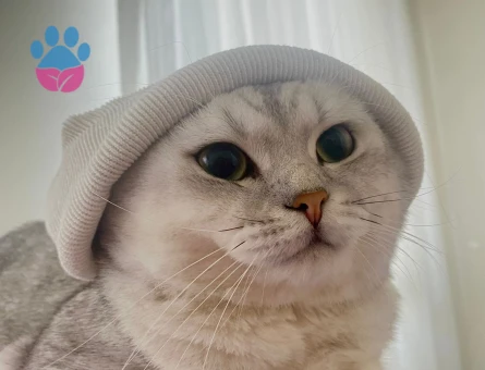 3 Yaşında British Shorthair kedimize dişi ariyoruz