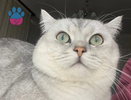 3 Yaşında British Shorthair kedimize dişi ariyoruz