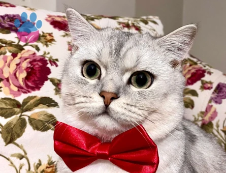 3 Yaşında British Shorthair kedimize dişi ariyoruz