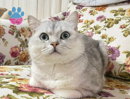 3 Yaşında British Shorthair kedimize dişi ariyoruz